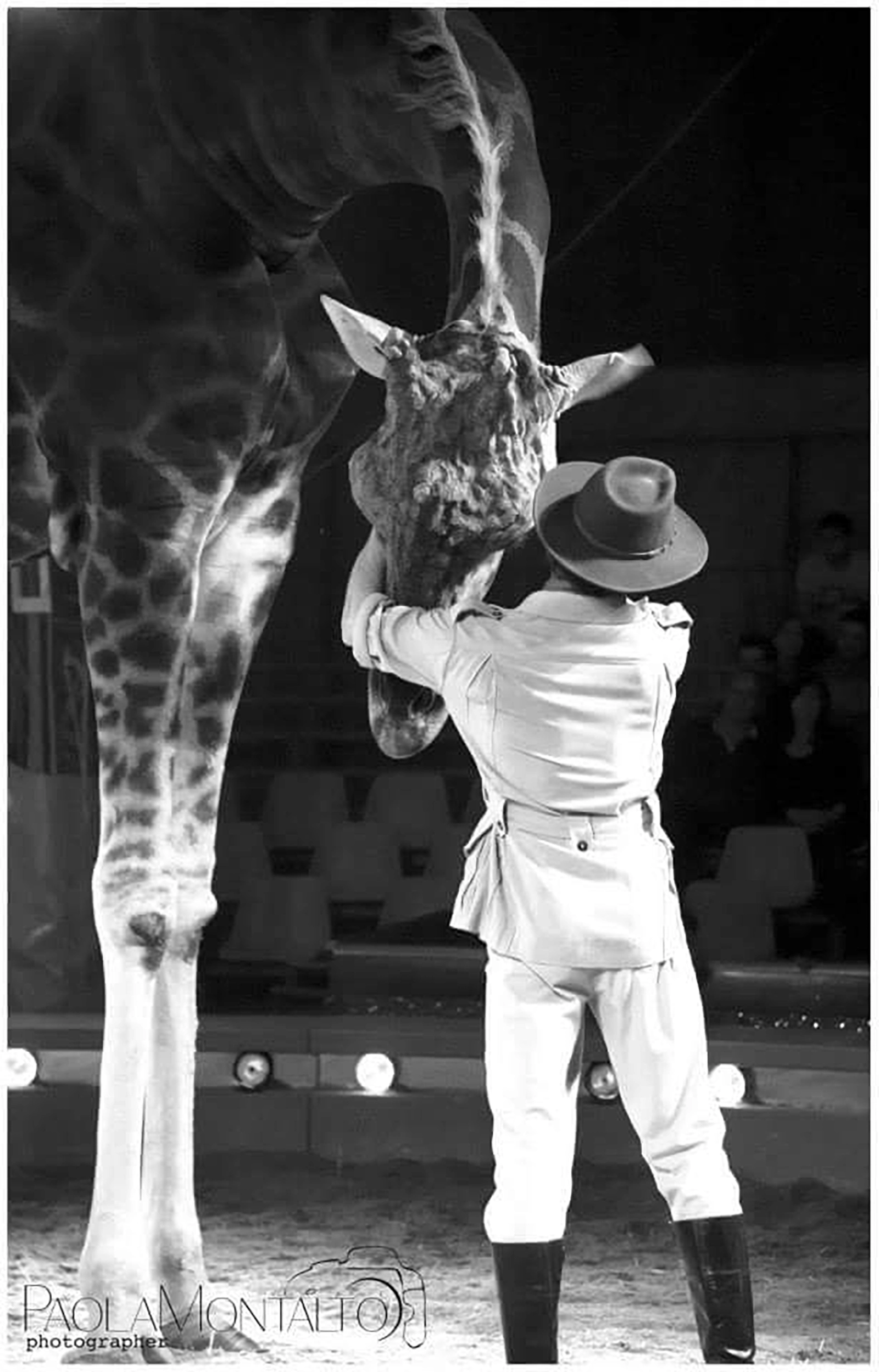 Enys Royal e la Giraffa