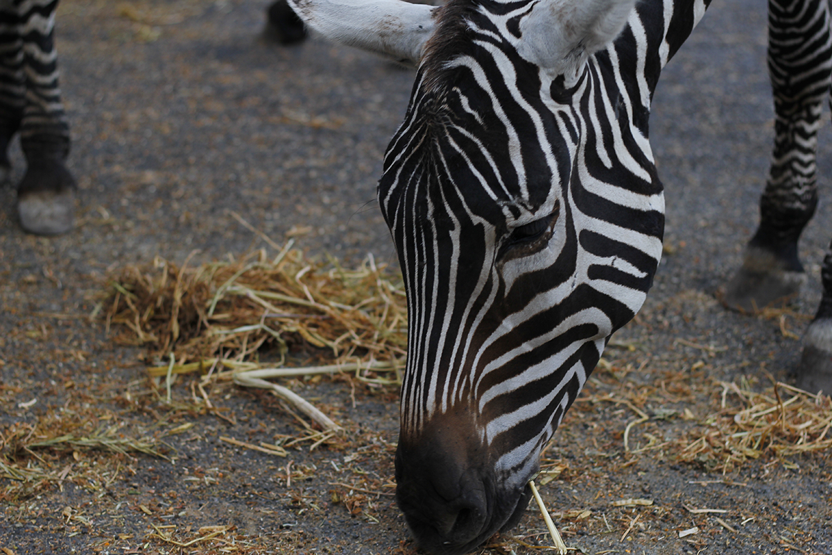 Zebra